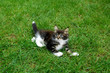 Little Maine Coon Cats. Lying On the grass.