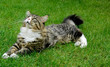Maine Coon Cat. Lying On the grass.
