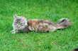 Maine Coon Cat. Lying On the grass.