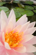 Water Lily