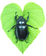 Beetle on leaf green