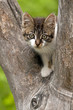Kitten