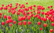 Beautiful red tulips