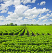 Rows of soy plants in a field