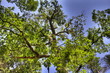 HDR-Eichenbaum
