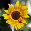 Sonnenblume