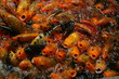 Kois im Fischteich