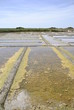 marais salant