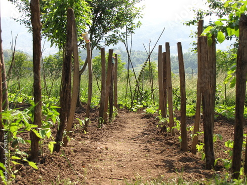 Photo: village garden village garden