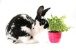 Plant and black and white rabbit in the office