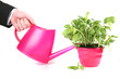 Hand of a young man watering plants with pink watering can