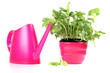 Plant in a pink flowerpot and pink watering can isolated