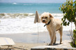 Small cute dog waiting alone on the beach