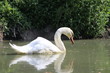 Cygne sur l'yerres