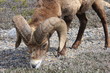Bock