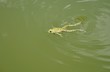 nage de la grenouille 3