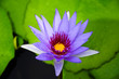 purple waterlily