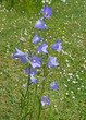 Glockenblume - Campanula persicifolia