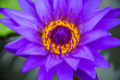 purple waterlily