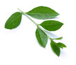 Henna leaves