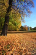 Oslo botanical garden by autumn