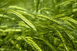 unripe wheat growing in field unripe wheat growing in field