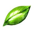 Watercolour illustration of green leaf