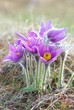 Flowers Pasqueflower (Pulsatilla patens)