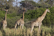 Giraffenherde