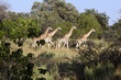 Giraffenherde