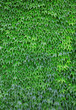 Green leaf background