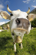 white cow