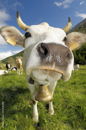 Foto: white cow white cow