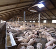 Big Pig farm Big Pig farm