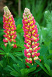Lupin