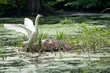 swan and chicks in the nest
