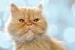 red Persian cat