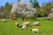 Schafe im Frühling