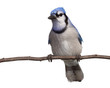 bluejay gazes into the distance