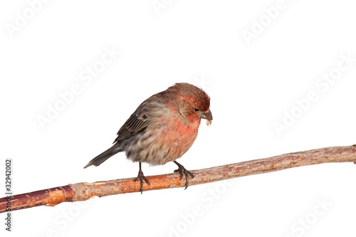 Photo: finch casts aside a safflower seed shell finch casts aside a safflower seed shell
