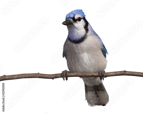 Photo: bluejay gazes into the distance bluejay gazes into the distance