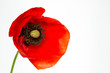 Blühende Mohnblume (Papaver Rhoeas), freigestellt