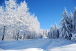 pines covered snow