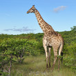 young giraffe in Etosha national reserve young giraffe in Etosha national reserve