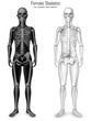 female skeleton