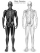 male skeleton