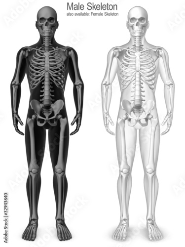 Illustration: male skeleton male skeleton