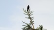 Eine Amsel teilt sich mit