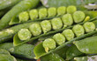 Green peas in pods Green peas in pods
