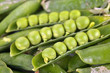 Green peas in pods Green peas in pods